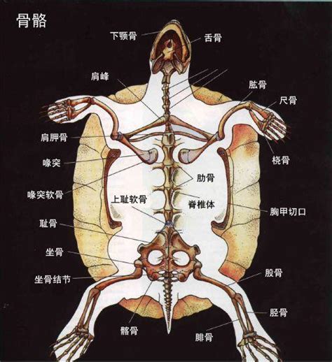 通血寶 烏龜身體構造